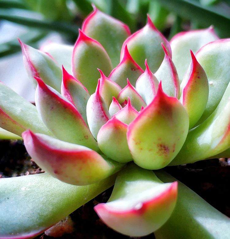 记录多肉长大的全过程,记录所有多肉成长过程