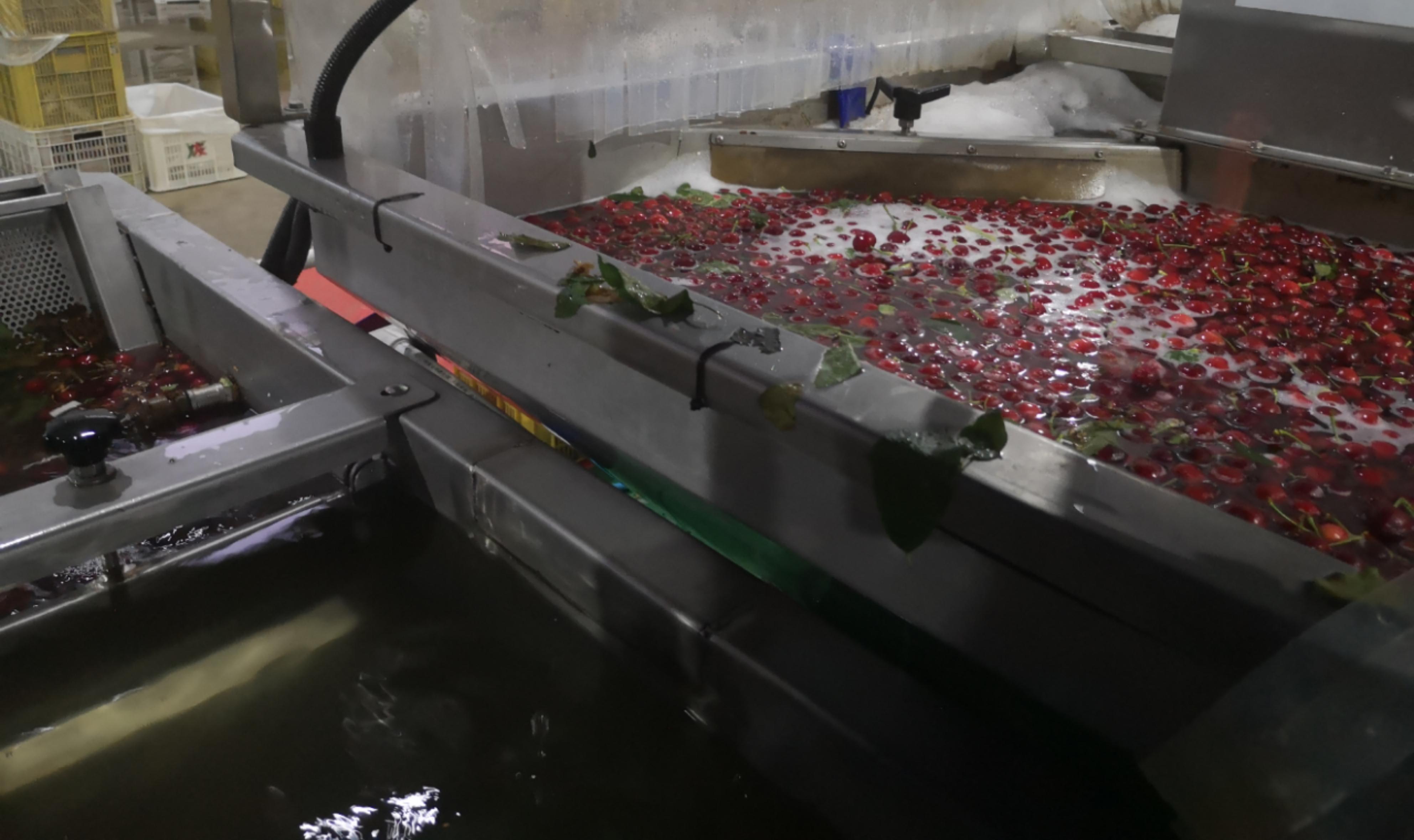 智利车厘子容易坏吗,智利车厘子为什么能放这么久