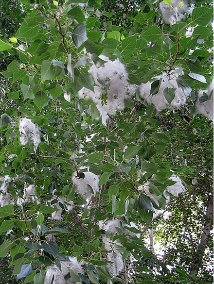 璋堣姳璇磋崏,璋堣姳璁鸿崏