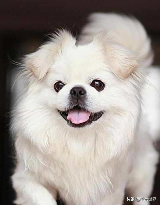 大型长毛犬梳理毛发,头顶经常扎小辫子的小型犬