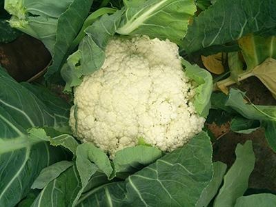 花菜怎么种那么长久还不开花,花菜怎么种叶子小花球大