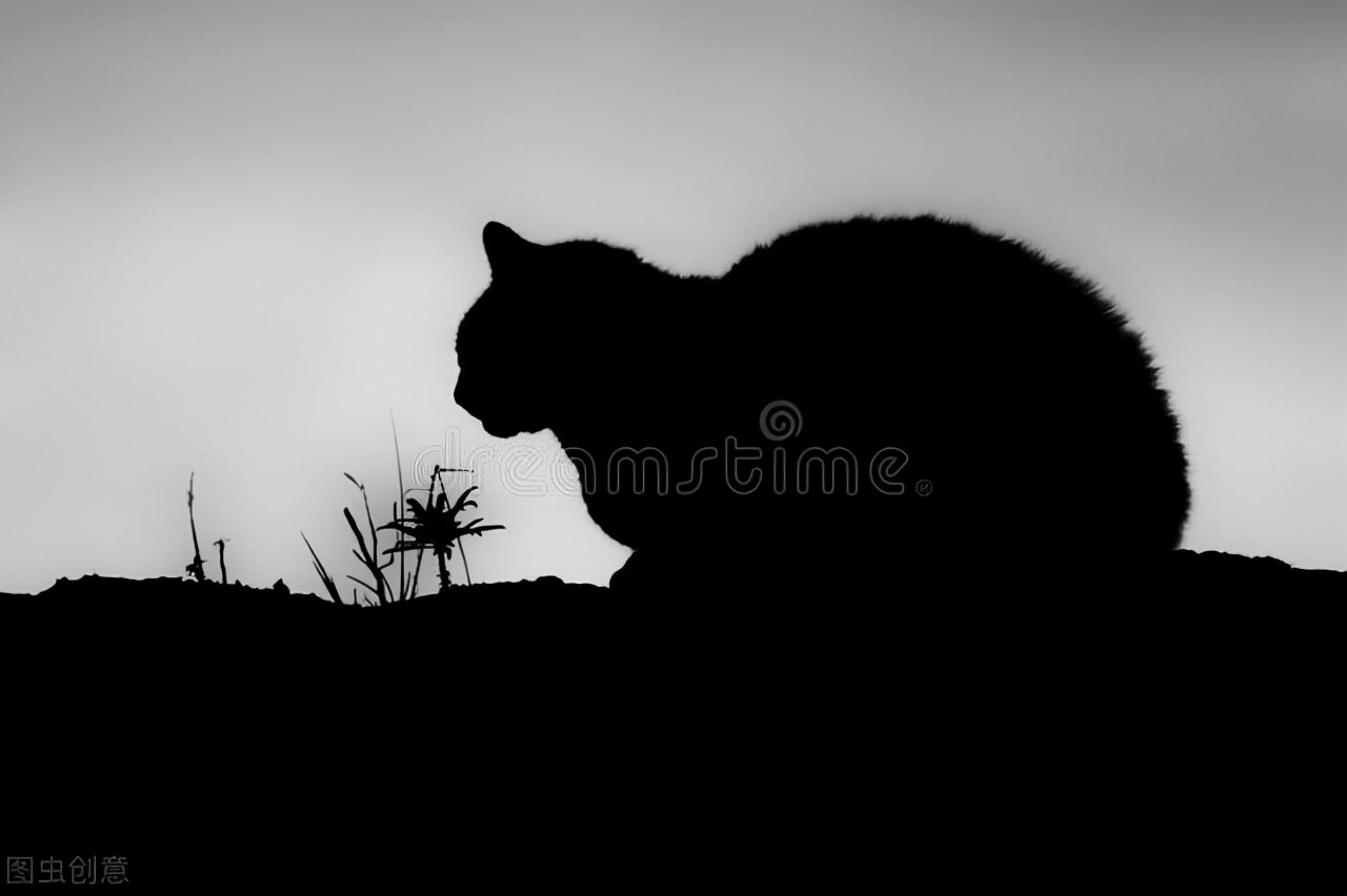 为什么猫咪总盯着窗外看,猫咪为什么总是盯着墙看