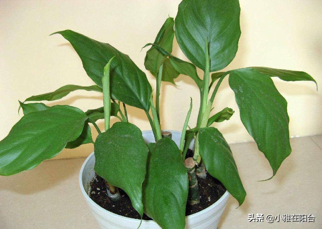 客厅养几盆绿萝最好,客厅养绿植养几棵最合适