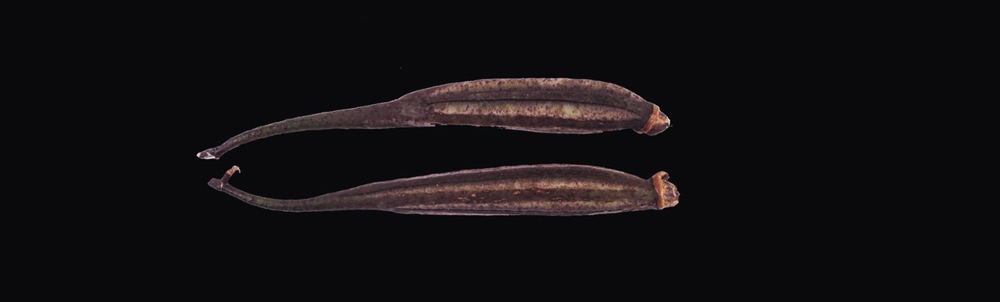 石斛的种植方法及繁殖方法,尖唇石斛如何种