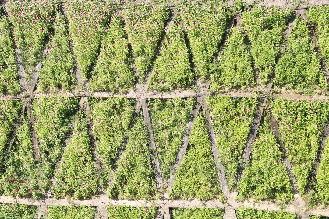 秋天你好吗,秋天你好