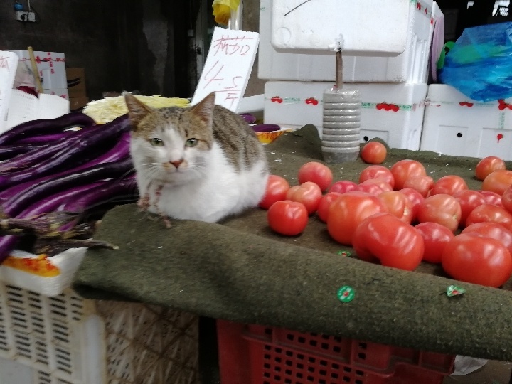 在米拍聚众吸猫吸狗是一种怎样的体验？