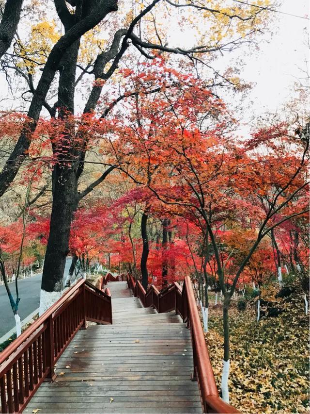 南京秋天旅行攻略,来南京体验秋天浪漫