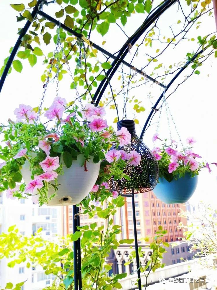 （2021）园丁奖阳台组《008号》星星的花园