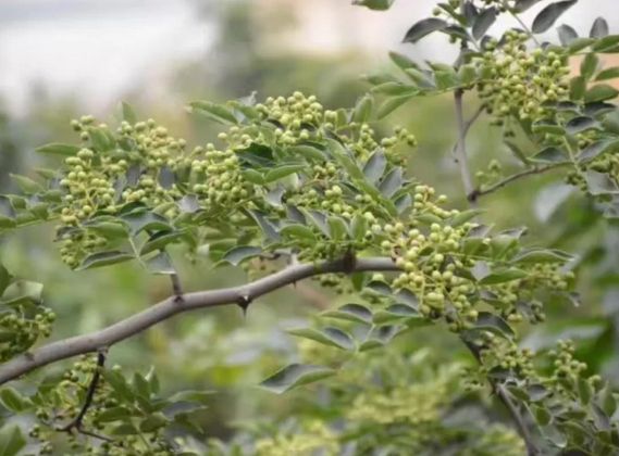 鑺辨绮掔矑楗辨弧,鑺辨棰楅楗辨弧绮掔矑椴滈