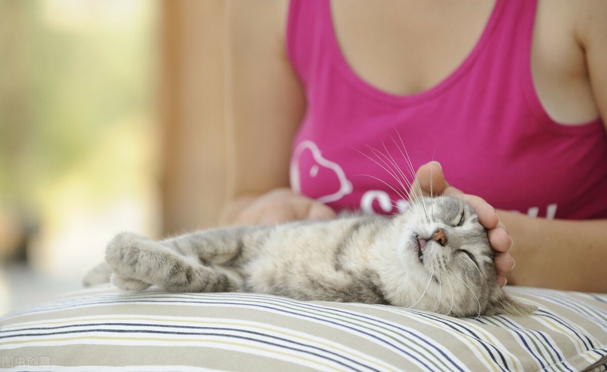 科学揭秘孕妇养宠物是否有风险,孕妇养宠物会致畸吗