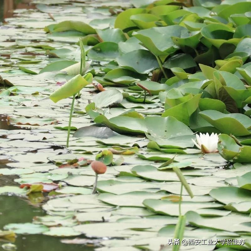 哈工大兵工七子,兵工七子进入兵工集团优势