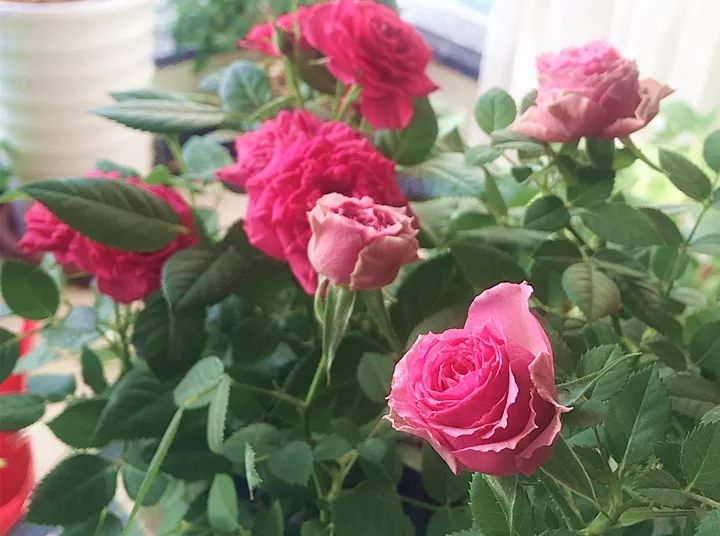 10种好养的花草,这些绿植养在家里高级又实用