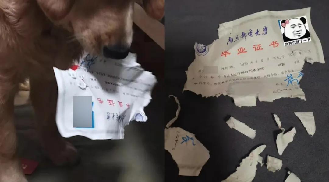 有一种痛,是你的宠物嫌你学历低了