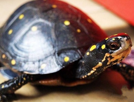 养龟入门基础知识视频,养龟知识大全集