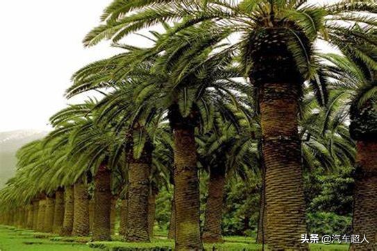 真相来了完整视频,真相来了完整版视频