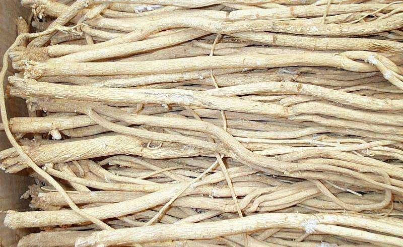 黄芪主要病虫害,黄芪田间杂草防治