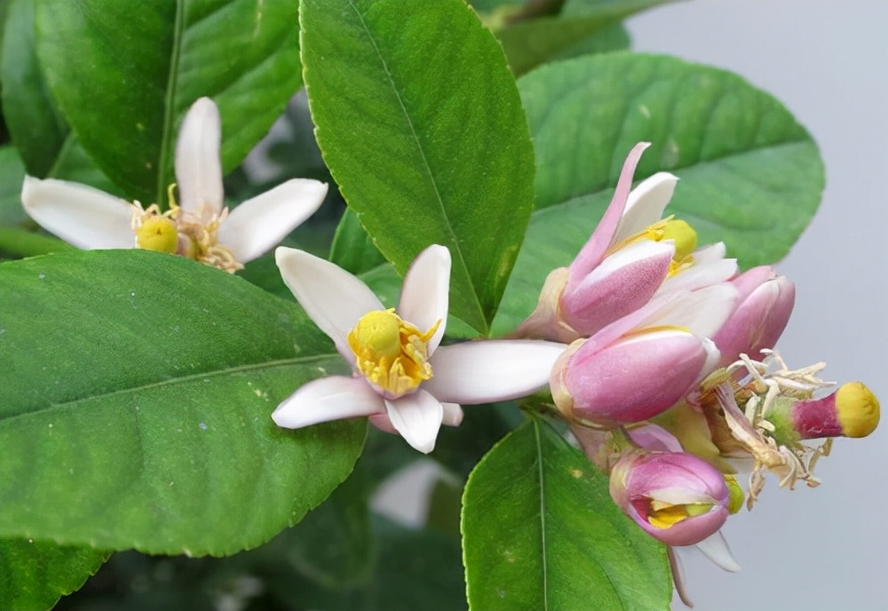 农村后院适合种啥树,家里种哪五种树可以旺家多子多福