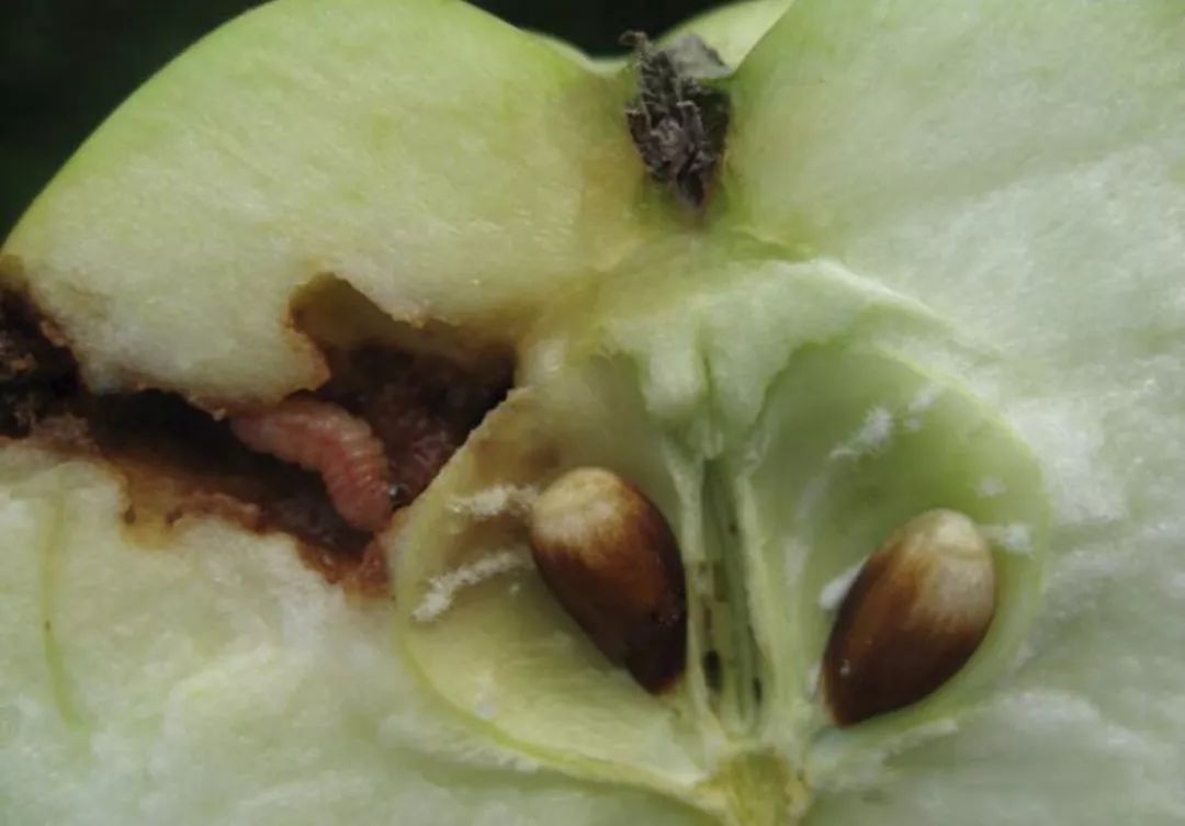 防治梨小食心虫关键节点是几月份,梨小食心虫介绍及防治