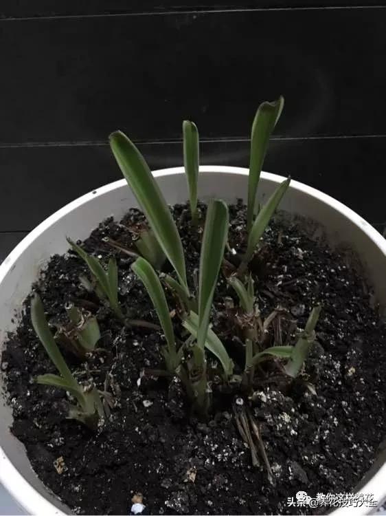 绿萝铜钱草家庭养殖,绿萝发财树黄叶子怎么办呢