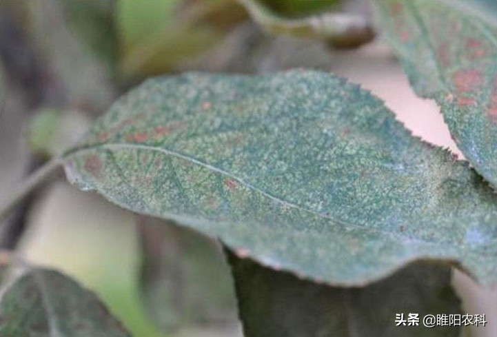 阿维菌素对红蜘蛛成螨的防治效果,杀红蜘蛛成螨的药有哪些