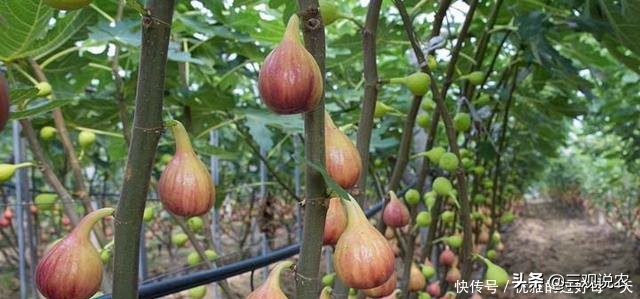 种植无花果前景分析报告,无花果种植具有较好的经济效益