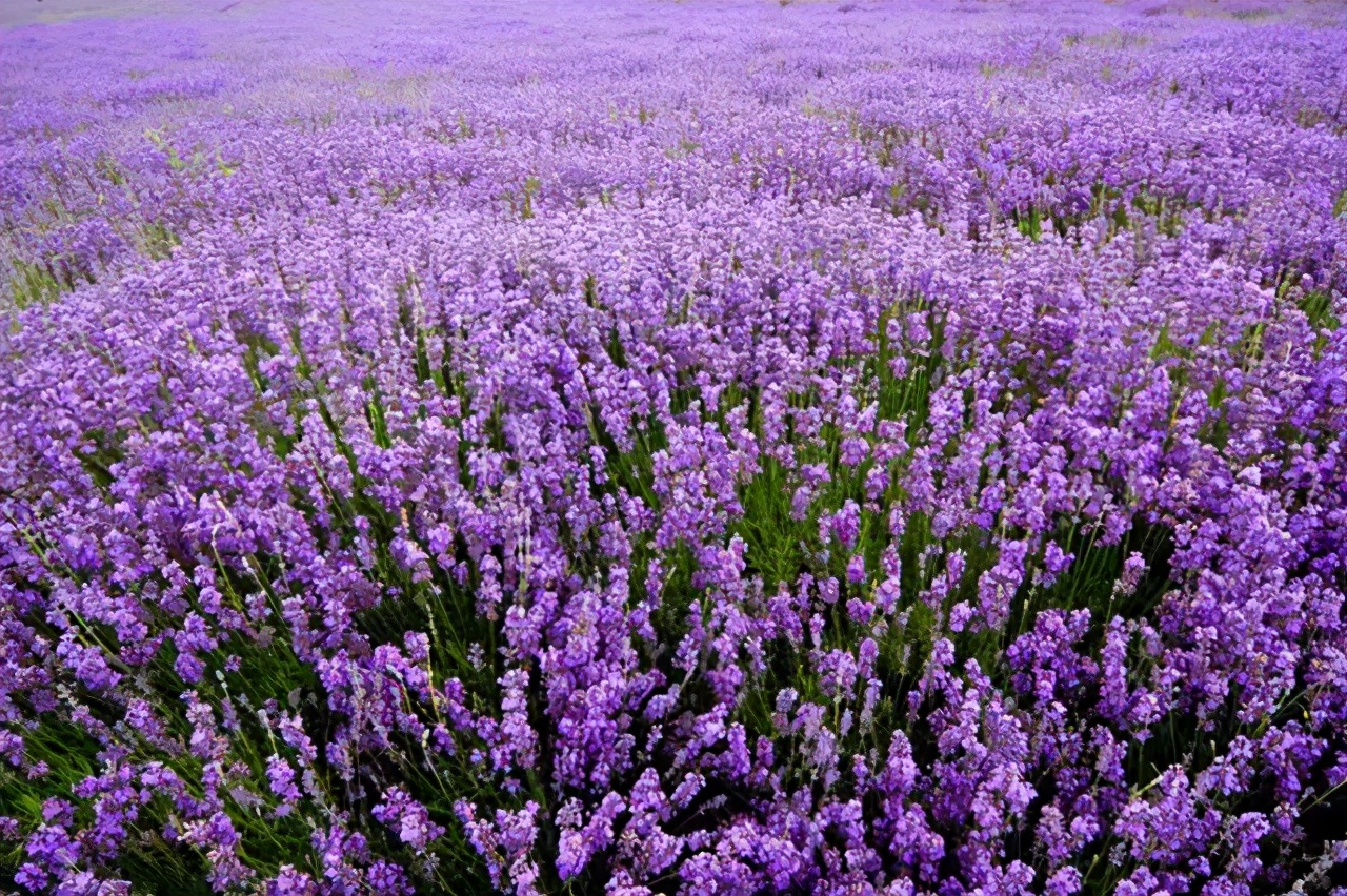 上海最大薰衣草公园,上海薰衣草公园迪士尼