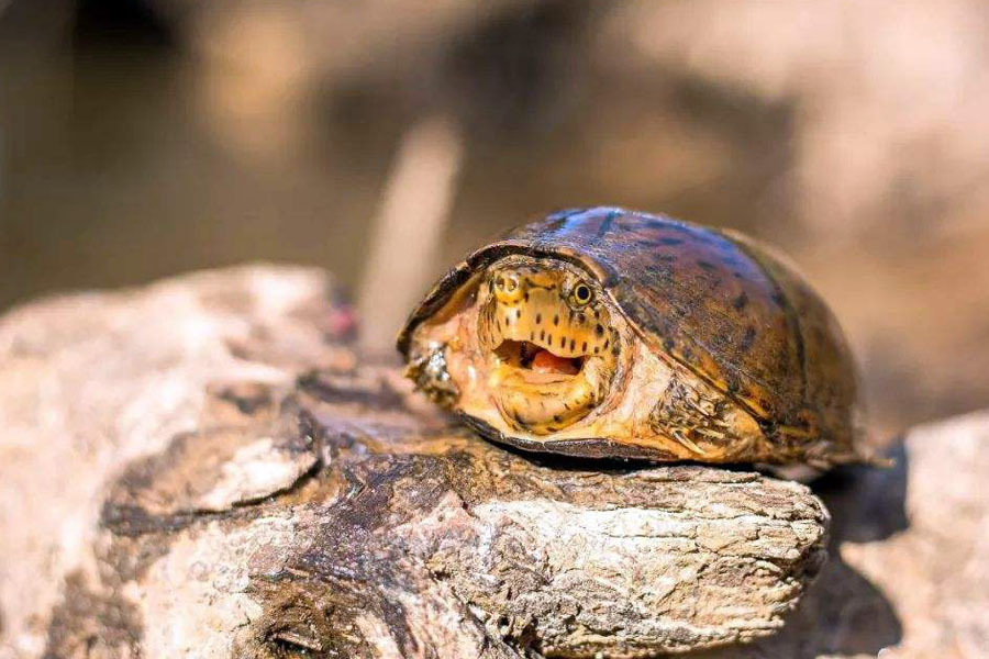 常见龟类疾病大全,乌龟常见疾病与防治方法