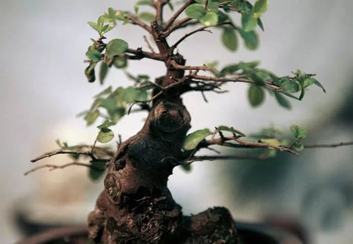 雀梅的习性,雀梅怎样认识