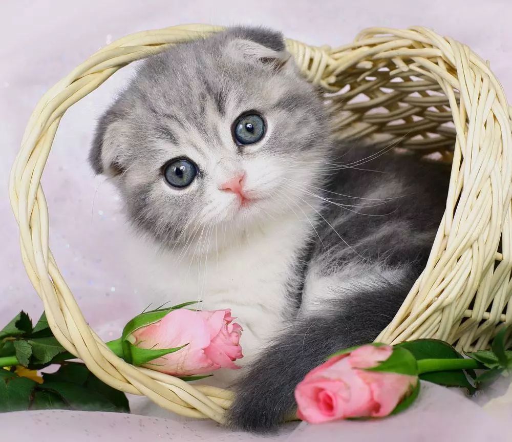 猫咪掉毛掉得厉害是什么原因,猫咪最近掉毛严重了因为啥