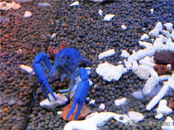 宠物虾简单养殖,虾类宠物观赏