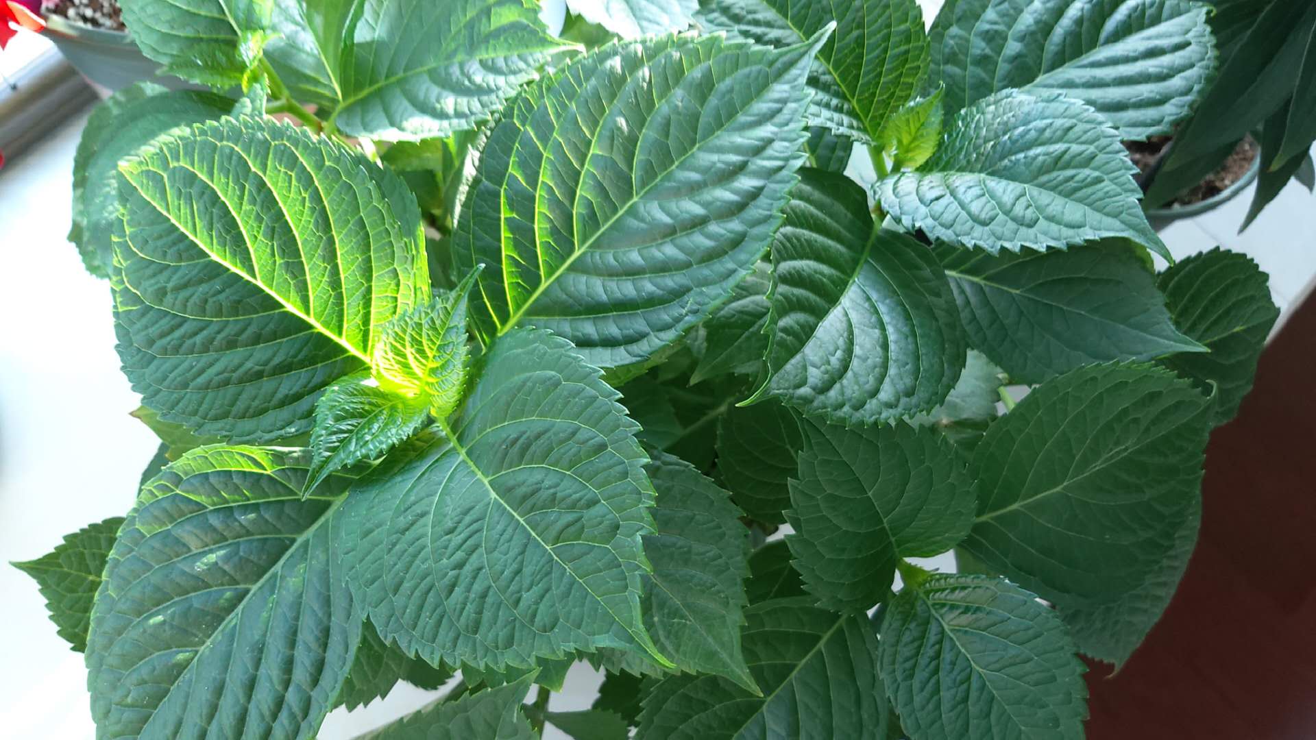 养花怎么判断光照够不够,养花如何判断土壤肥沃