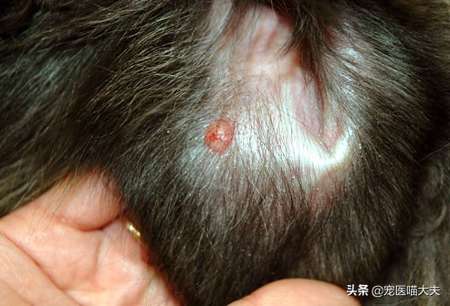 狗狗局部掉毛皮肤病,狗狗掉毛皮肤痒怎么治