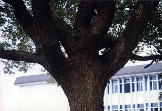 常熟记忆之:雪松之下——校友眼中“省中”的前世今生