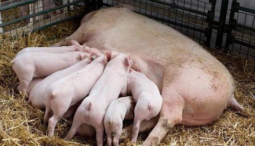 母猪的产后护理书图片,母猪的产后护理段子的完整内容