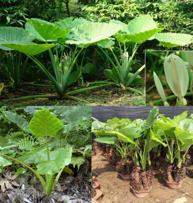 野生的大野芋为什么有毒,野芋中毒吃什么