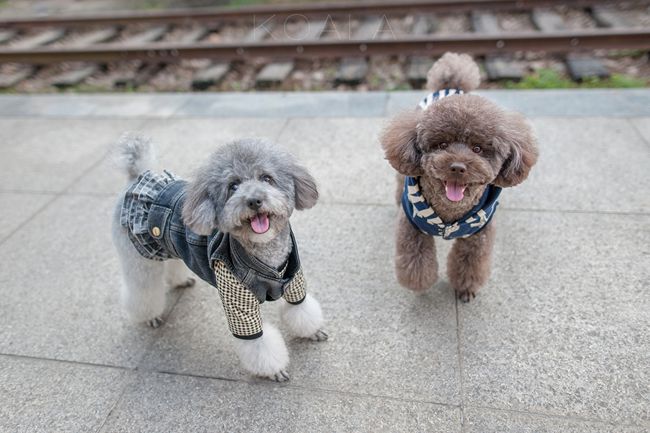 贵宾犬不吃饭是怎么回事？主人要知道贵宾犬不吃饭，可能是这原因