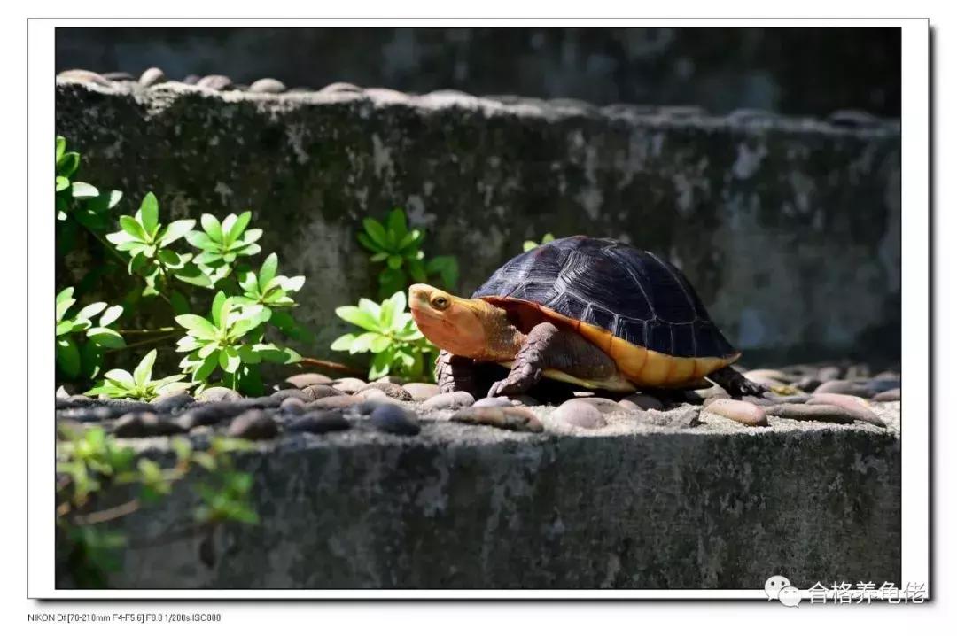龟最大的天敌是谁,龟是清道夫的天敌吗