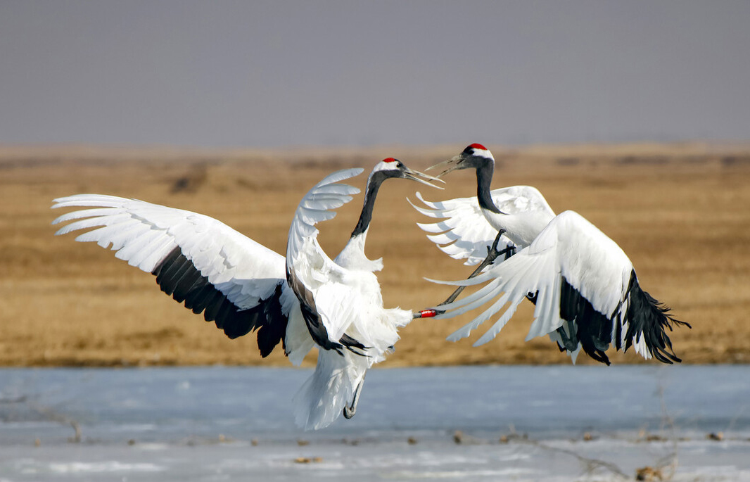 广东常见鸟类图谱图文,广东常见鸟类图谱