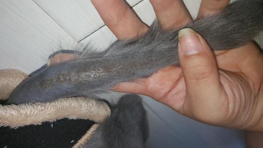 猫癣该怎么治疗能彻底,猫藓怎么样