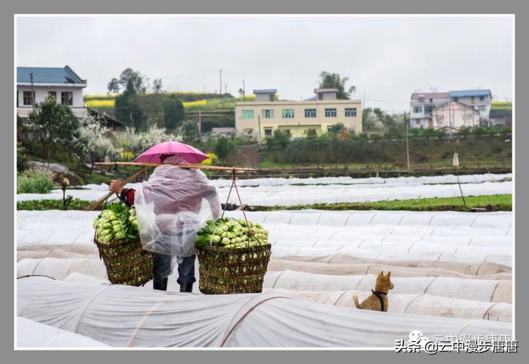 广安岳池坪滩保华村,岳池坪滩风景区
