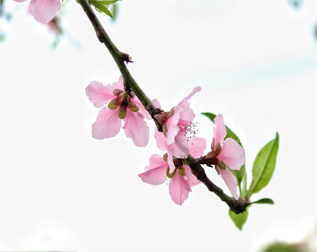 桃花的养殖方法有哪些,桃花盆栽怎么养