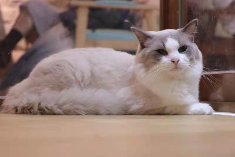 猫咪嗷嗷叫然后吐黄水怎么回事,猫咪大小便嚎叫