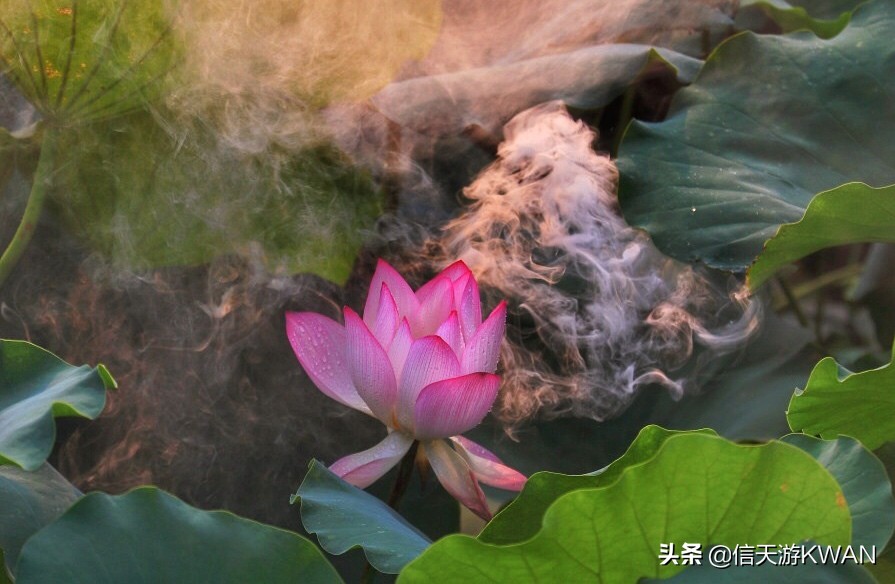 澶忚嚦宸茶嚦鑽疯姳鏅偣 (澶忚嚦宸茶嚦閭ｅ氨蹇樺嵈鐐庣儹鍘昏祻鑺卞惂)