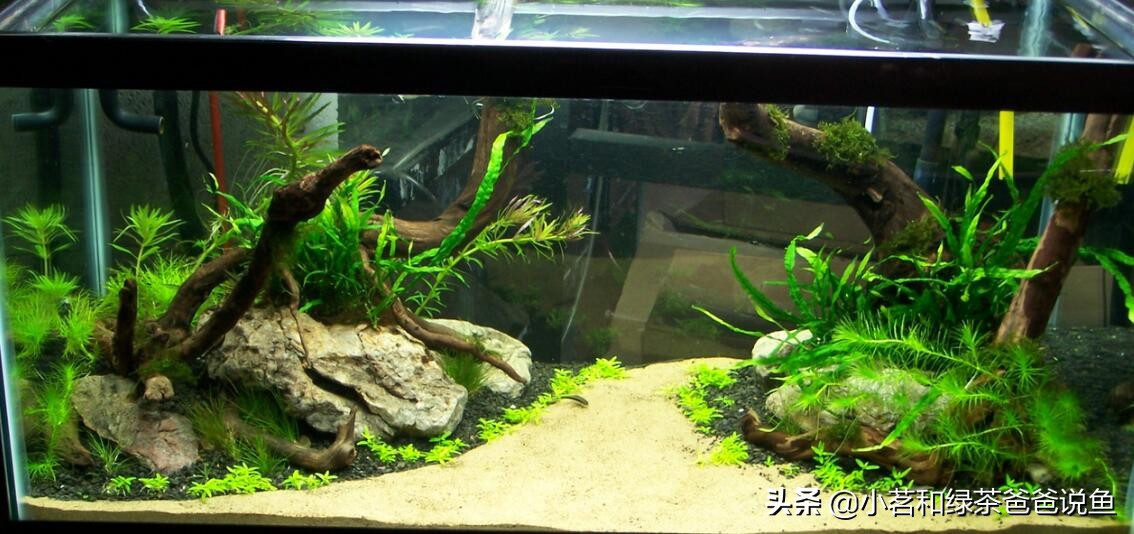 造景鱼缸误区,新手养观赏鱼的误区