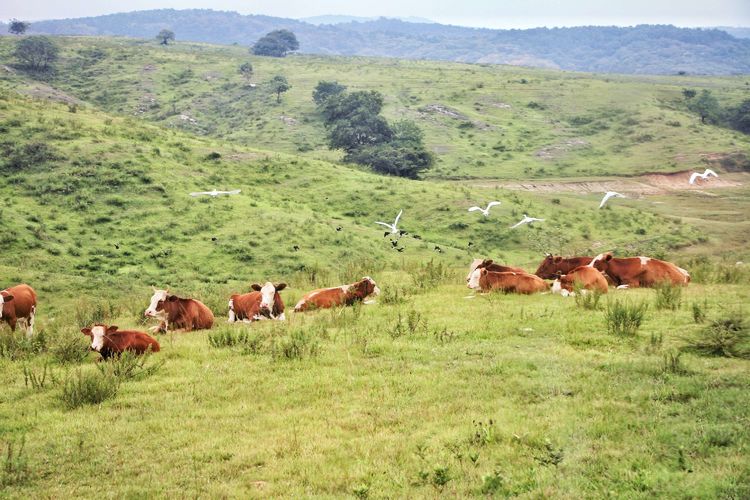 瀹夊窘鐨勫懠浼﹁礉灏斿ぇ鑽夊師,鍛间鸡璐濆皵澶ц崏鍘熻繙涓嶈繙