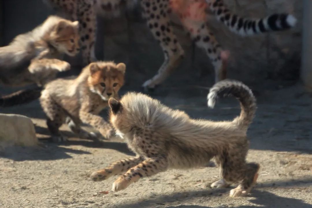 小幼崽靠在妈妈傍边偷偷哭,小崽崽趴在母亲怀里撒娇