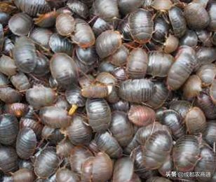 湘潭土元养殖技术,土元养殖技术在哪里学比较靠谱