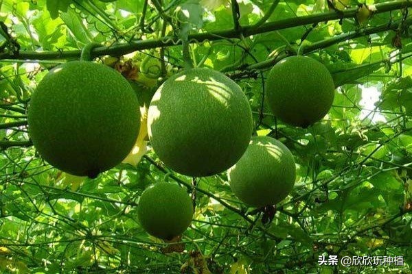 种瓜蒌是骗局吗,种瓜蒌好种吗