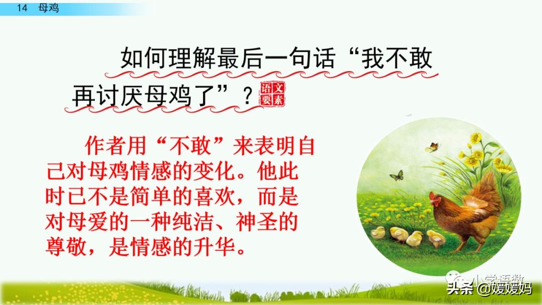 四年级下册第13课小练笔仿写母鸡,四年级下册14课母鸡的预习完整版