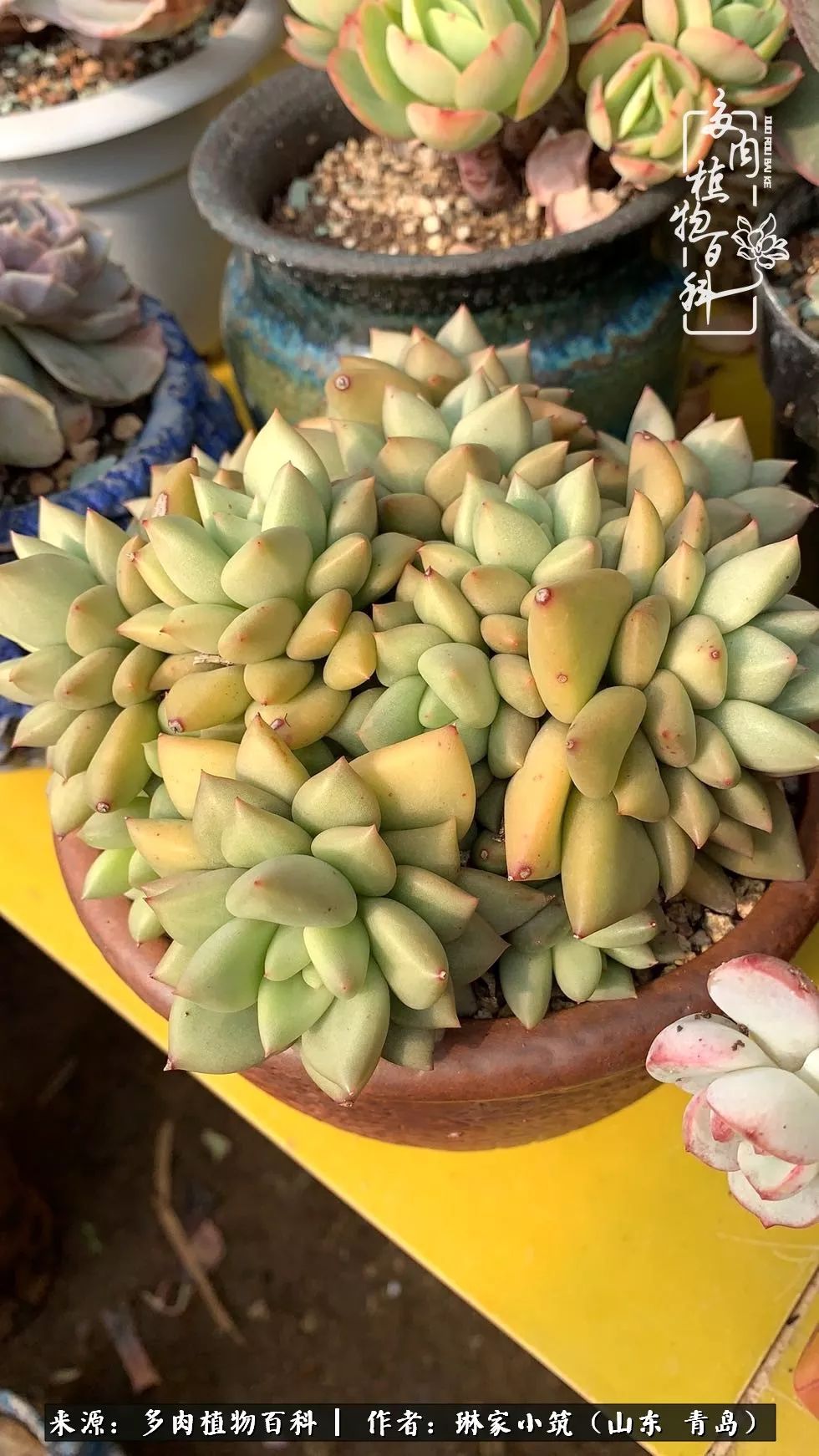 多肉冬季搬进屋里前需要浇水么,多肉过冬